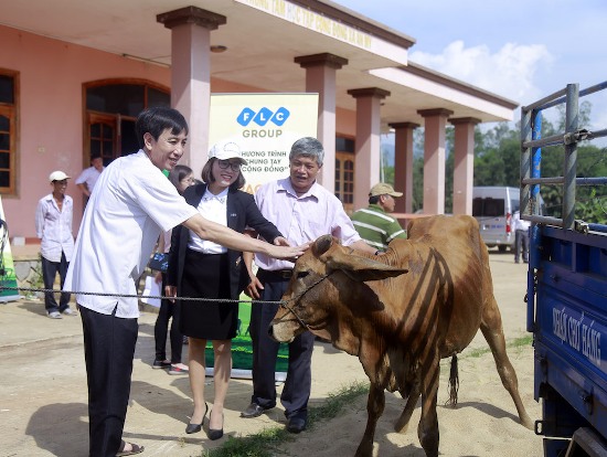 Tập đoàn FLC trao bê giống cho 6 huyện Bình Định ảnh 1